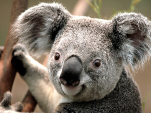 Picture of koala. Filler image.